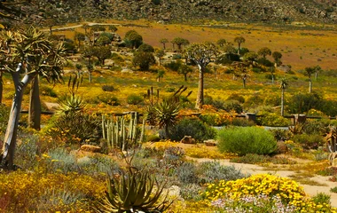 Namaqualand en Afrique du Sud