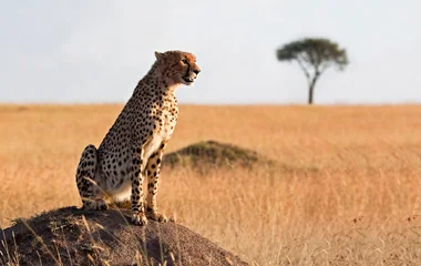 South African Cheetah