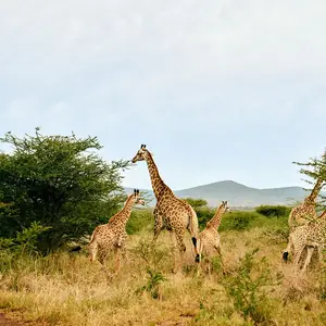 South Africa Giraffes