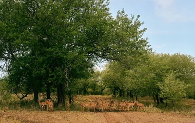 Private Game Reserve