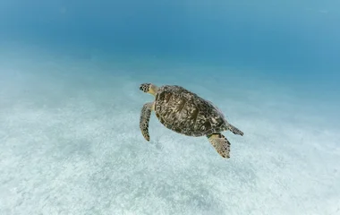 Tortue marine
