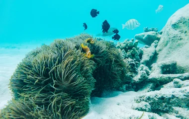 Fische