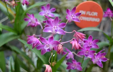 Orchidarium d’Estepona en Espagne