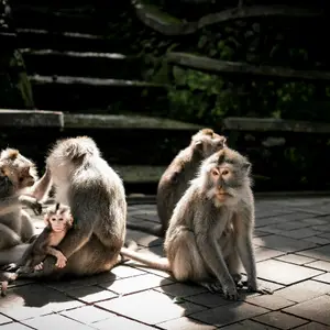 monkey forest bali