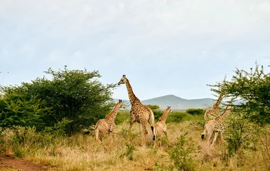 Safari en Afrique du Sud