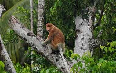 nature, borneo, club med, forest, jungle