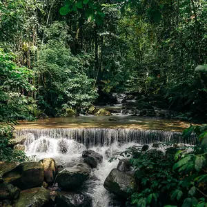 birds, nature, borneo, kota kinabalu