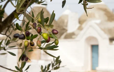 Saveurs des Pouilles : fromages, huile d’olive et primitivo*