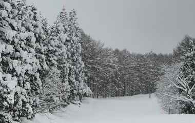 Snowy forest landscape.