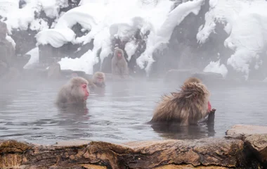 Snow monkeys on hot springs.