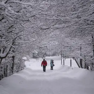 Snowy forest.