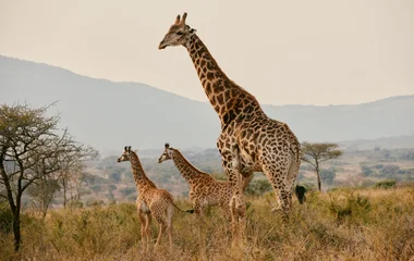 Levensechte safari