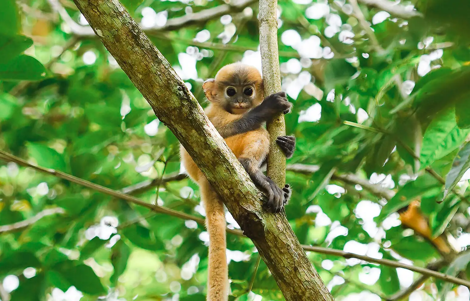 Cherating Beach - Malaysia All-inclusive Resorts | Club Med