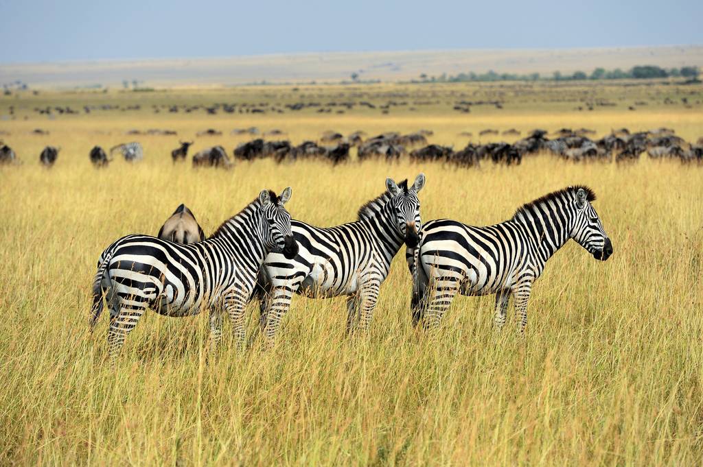 Les plaines de Tanzanie