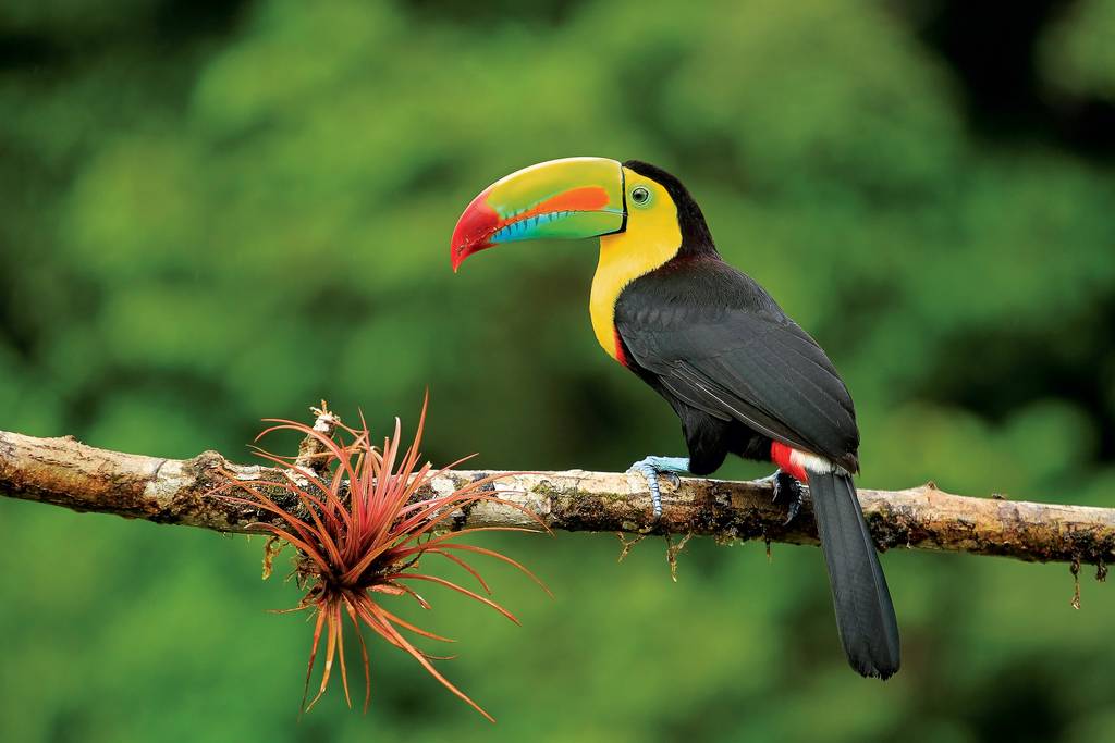 Natura verde