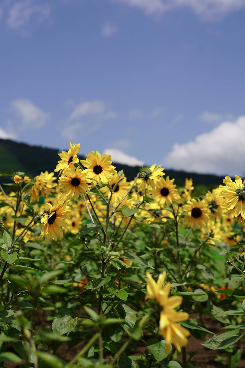 Tomamu Hokkaido